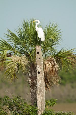 Josh Manring Photographer Decor Wall Art -  Florida Birds Everglades -130.jpg